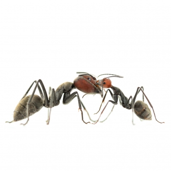 Camponotus singularis